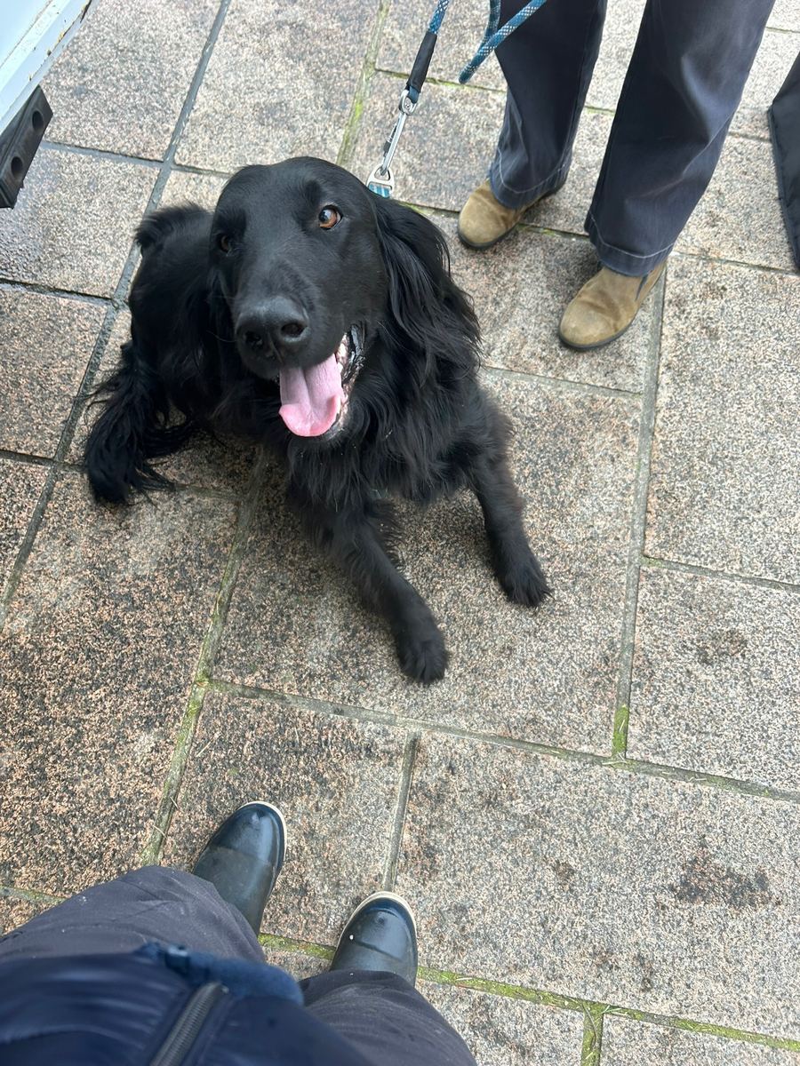 A dog visiting the Jade-S fish van