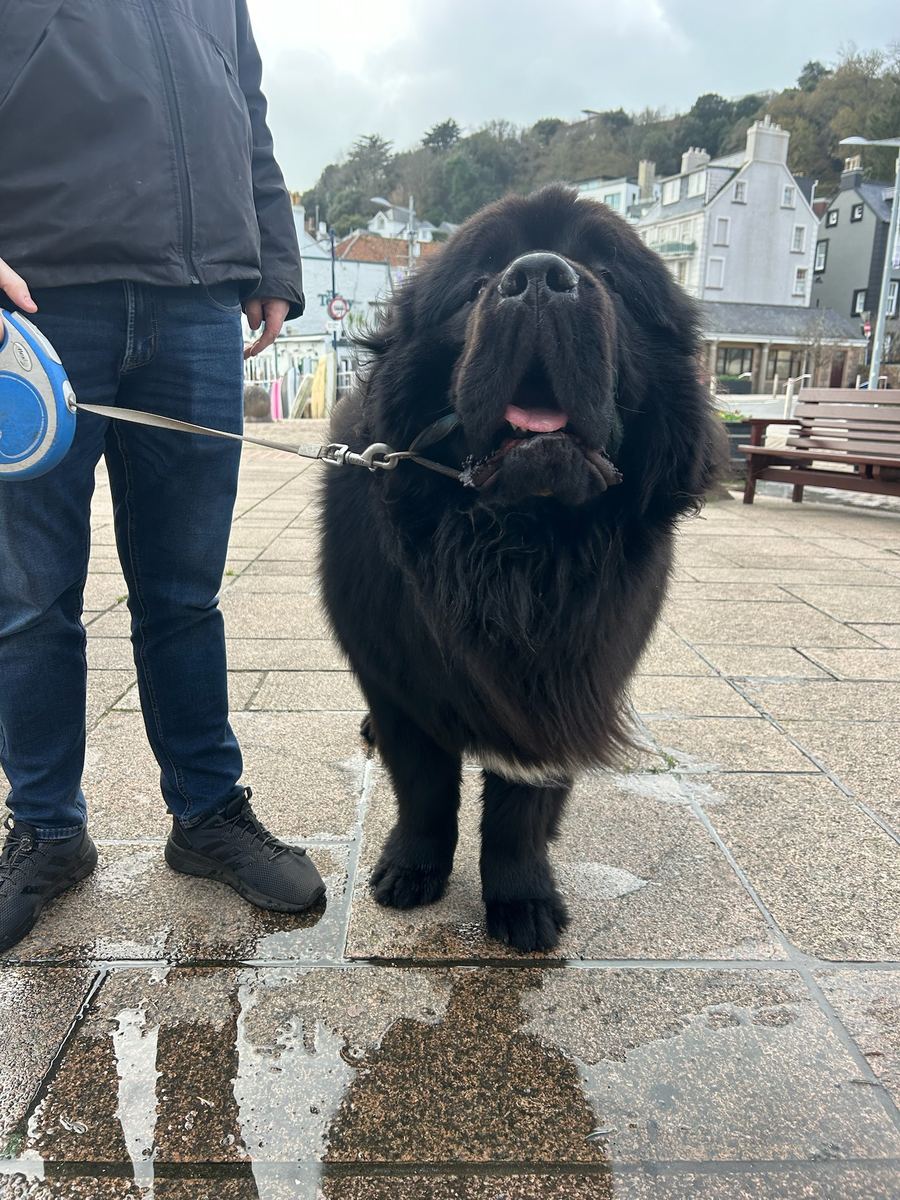 A dog visiting the Jade-S fish van