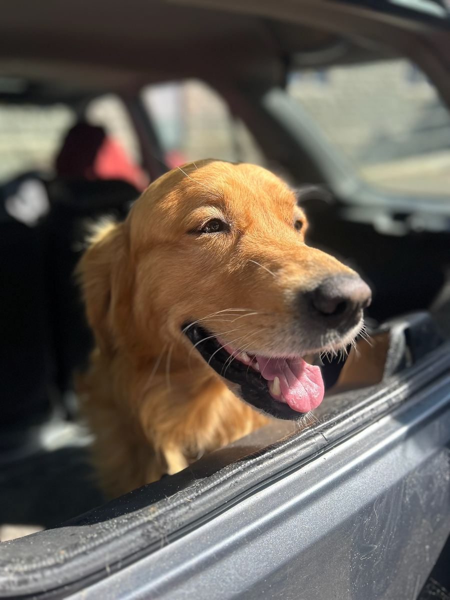 A dog visiting the Jade-S fish van