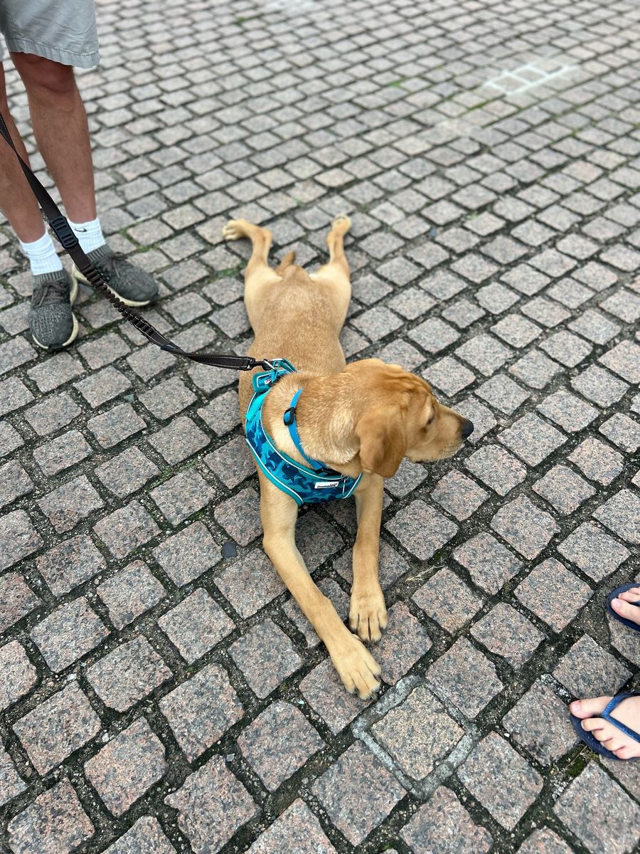 A dog visiting the Jade-S fish van