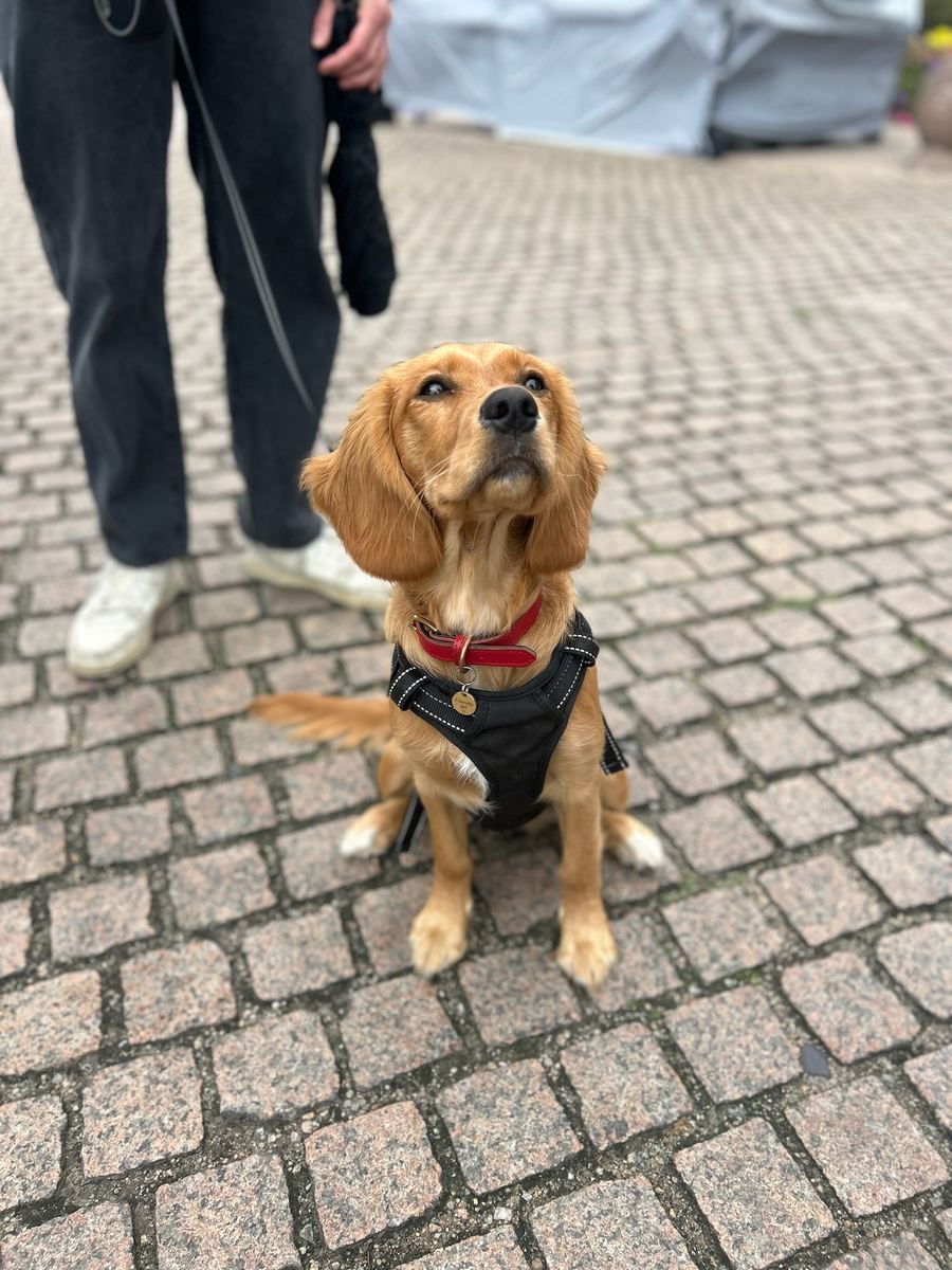 A dog visiting the Jade-S fish van