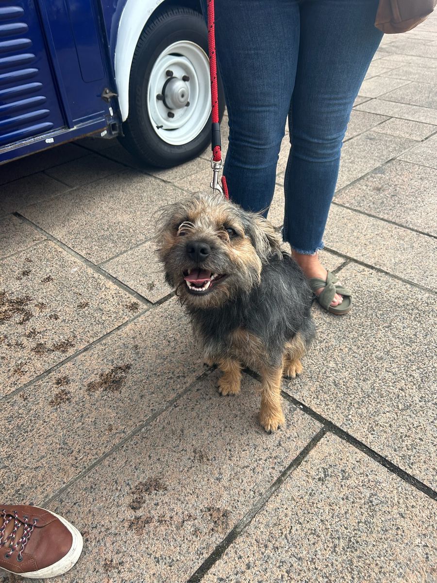 A dog visiting the Jade-S fish van