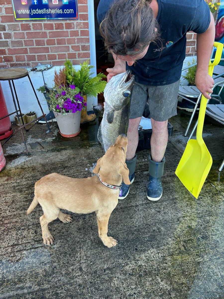 A dog visiting the Jade-S fish van